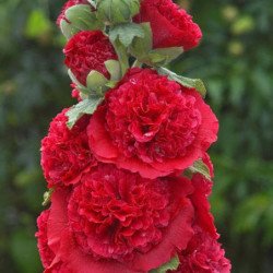 Hollyhock Double Red