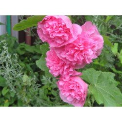 Hollyhock Double Pink