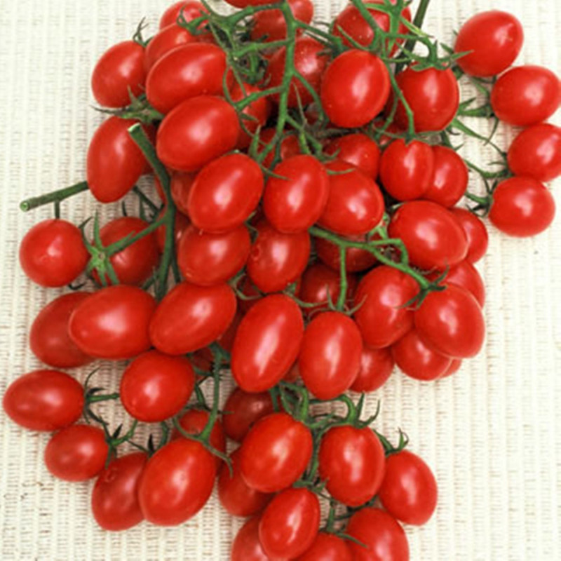 Томат Принц Боргезе