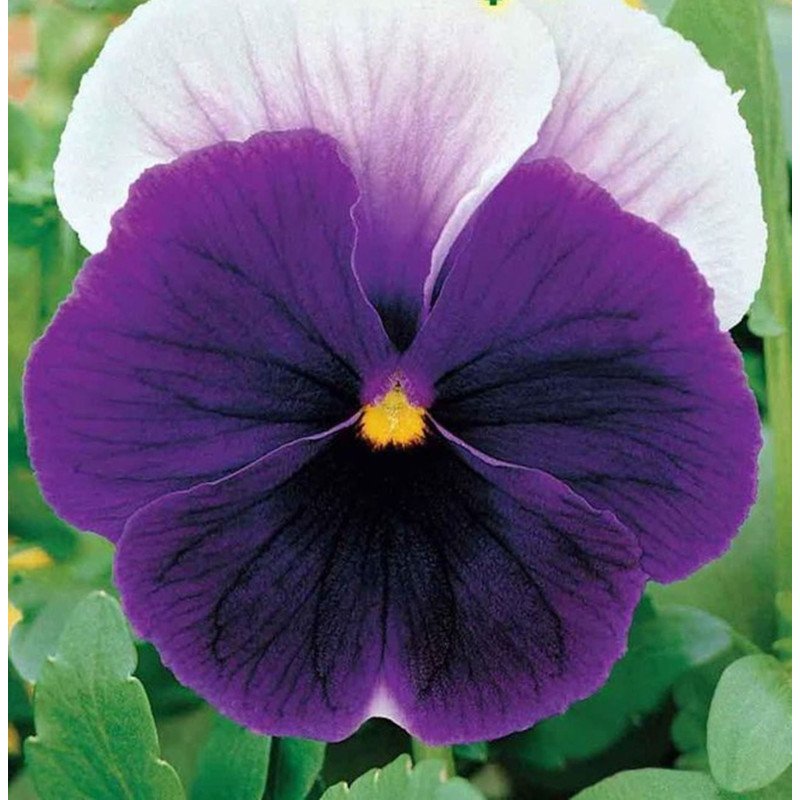 Pansy Viola Lord Beaconsfield