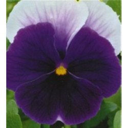 Pansy Viola Lord Beaconsfield