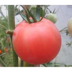 Tomato Gift of Zavolzhye Pink
