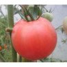 Tomato Gift of Zavolzhye Pink