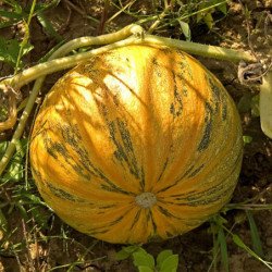 Pumpkin Mozolіivskyi 15