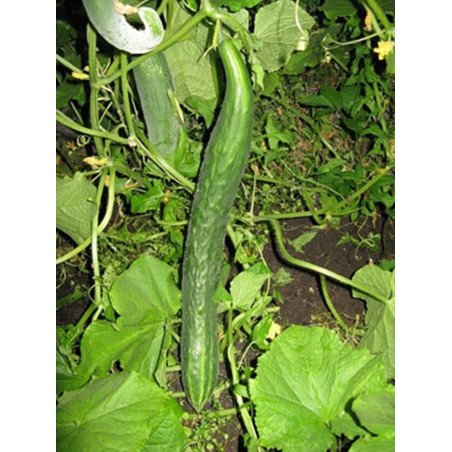 Cucumber Green Snake