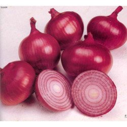Onion Veselka