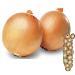 Onion Rawska