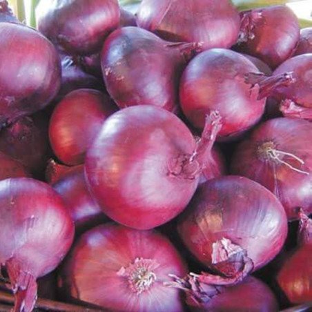 Onion Nord Holland Blood Red