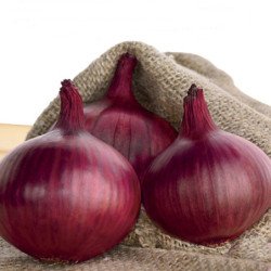 Onion Nord Holland Blood Red
