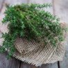 French Summer Thyme Provence