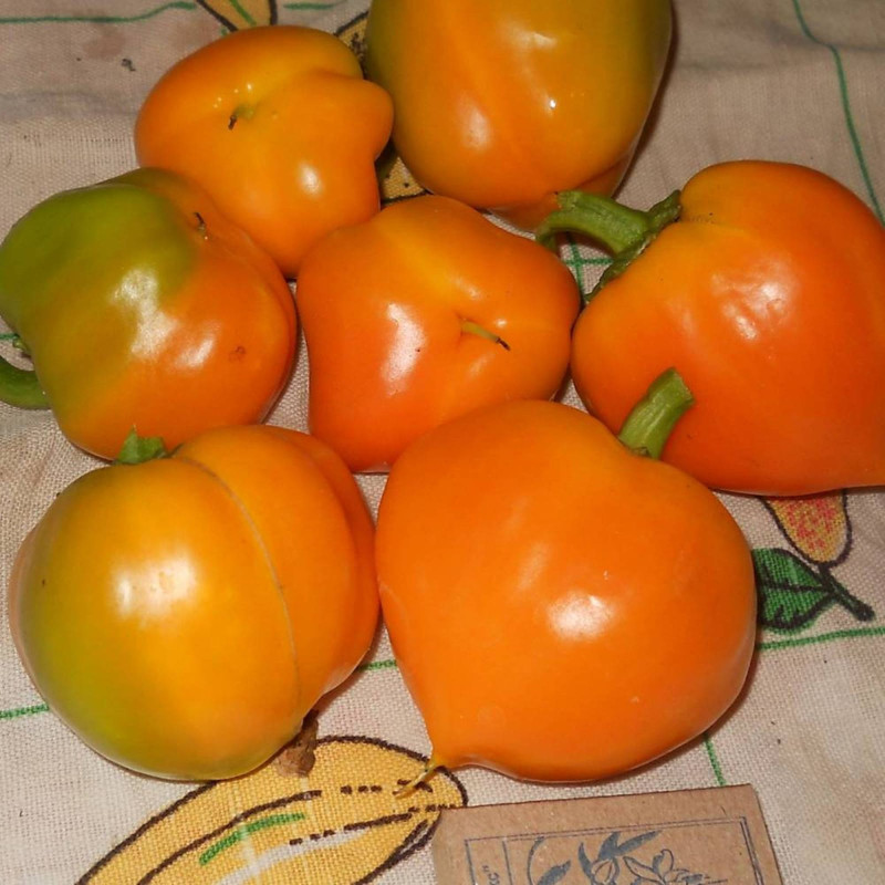 Перець солодкий Сонечко