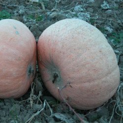 Pumpkin Veltruska Obrovska