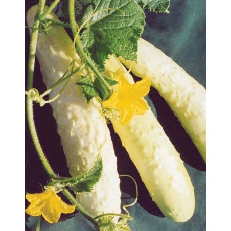 Cucumber White Delicacy