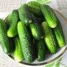 Cucumber Zakuska