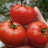 Томат Ранній 83