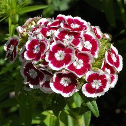 Sweet William Glory