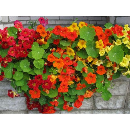 Curly Nasturtium Mix