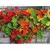 Curly Nasturtium Mix