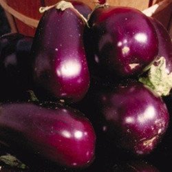 Eggplant Aubergine Violette de Barbentane