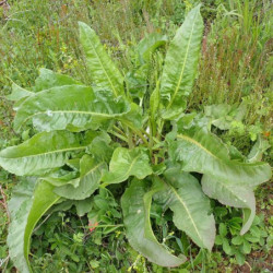 Щавель шпинатний Воларе