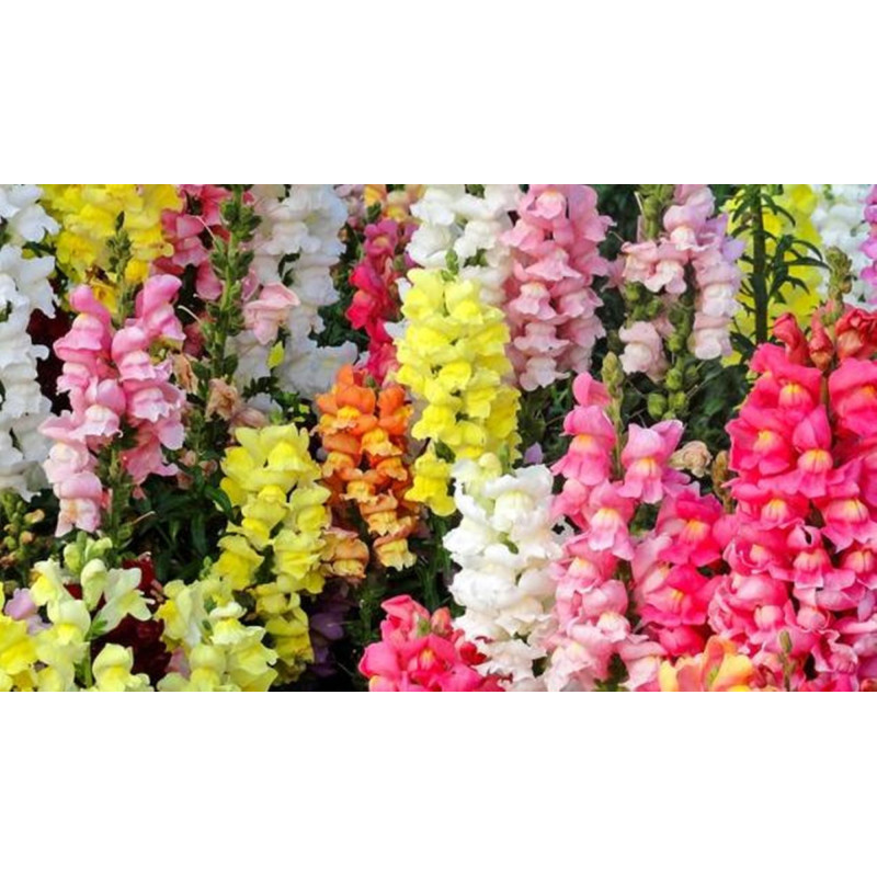 Ротики низькі суміш