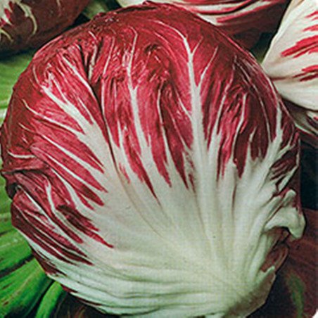 Chicory Radicchio Palla Rossa