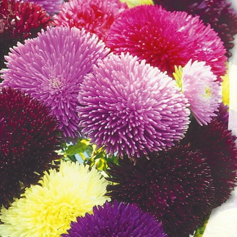 Айстра художня суміш