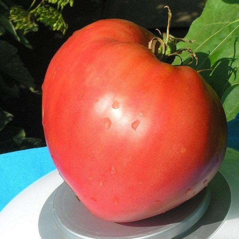 Tomato Pink Helm