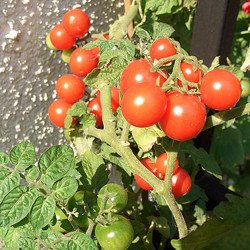 Tomato Balcony Red F1