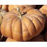 Pumpkin Musquee De Provence