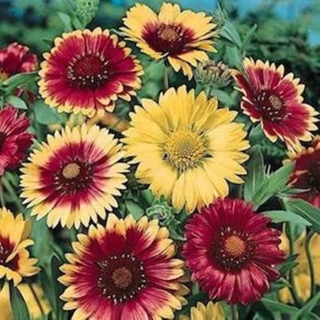 Blanket Flower