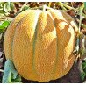 Melon Ethiopian