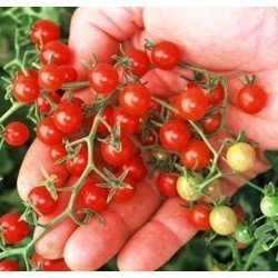 Tomato Red Currants