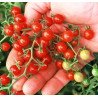 Tomato Red Currants