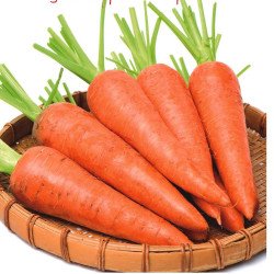 Carrot Babette