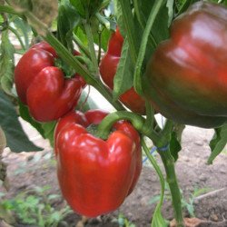 Sweet Bell Pepper Solomon