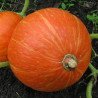Pumpkin Narodnaya