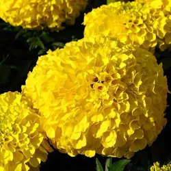 Чорнобривці прямостоячі Місячне Сяйво