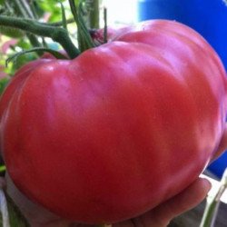 Tomato Bogema