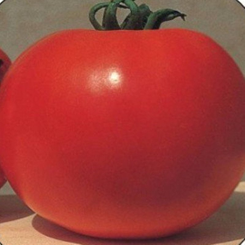Tomato Prima