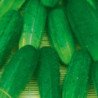 Cucumber Dar