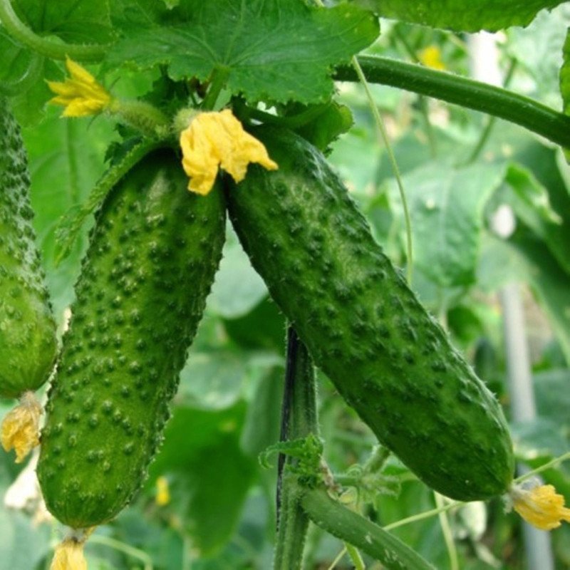 Cucumber Viskonsin