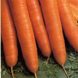 Carrot Perfection