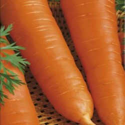 Carrot Koroleva Oseni