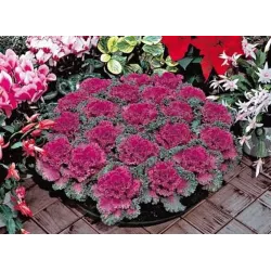 Капуста декоративна Крупнолиста суміш