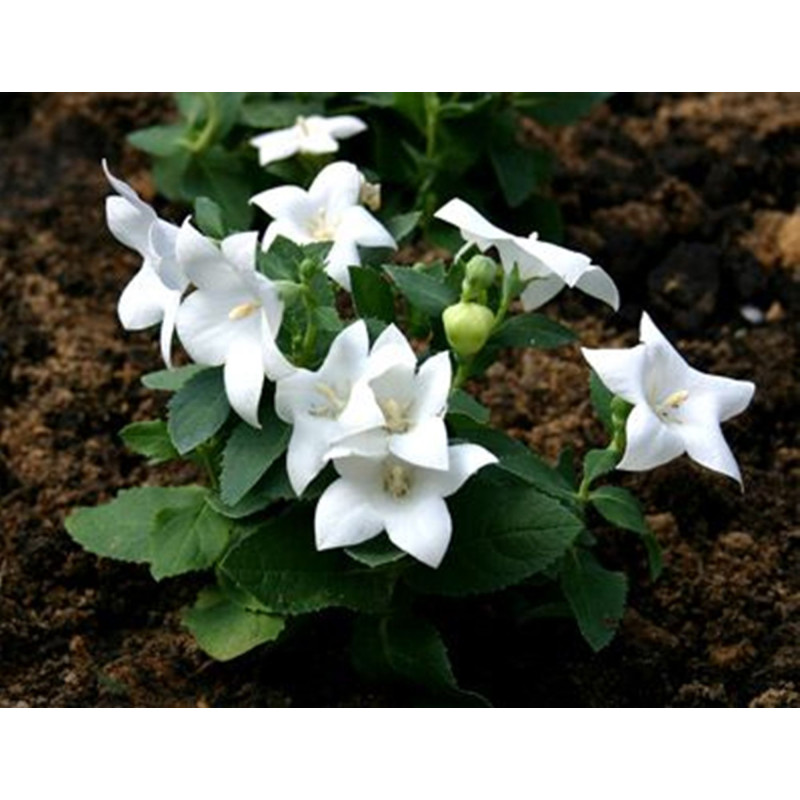 Платикодон білий