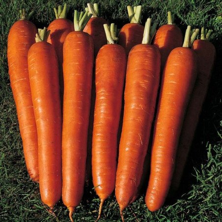 Морква Довга червона