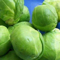 Brussels Sprouts Bedford Darkmar 21