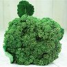 Broccoli Waltham 29