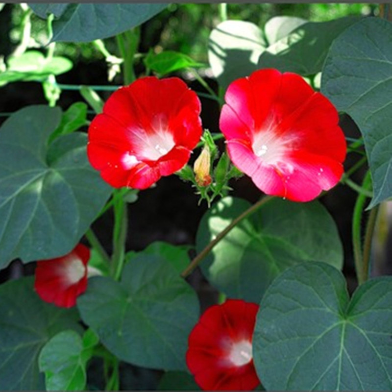 Іпомея пурпурова червона